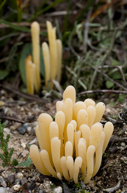 Clavaria argillacea